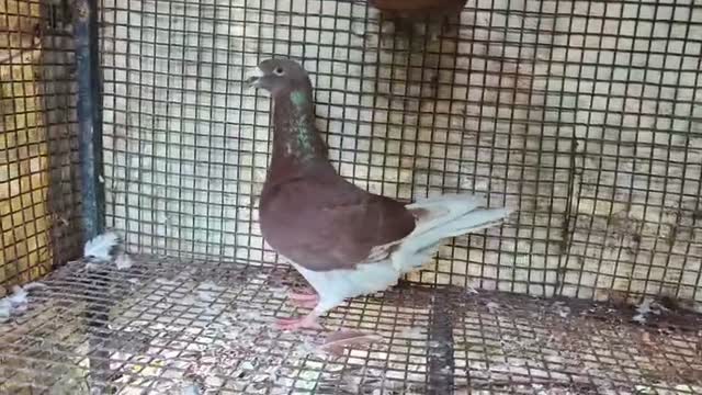 Homer Pigeon, farm video