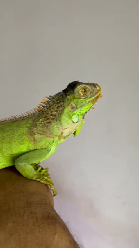 Iguana, farm video