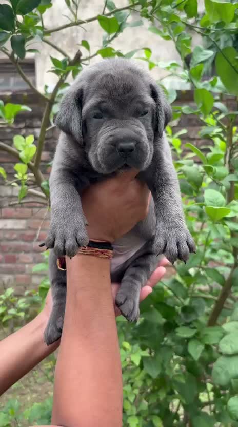 Cane Corso Puppy, farm video
