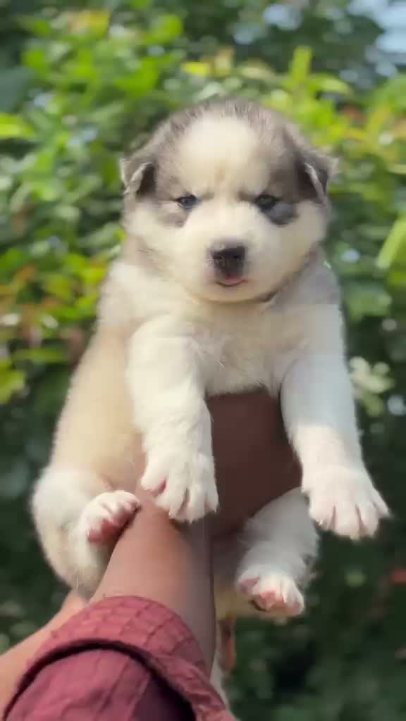 Siberian Husky Puppy | Black & White Color, farm video