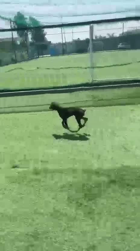 European Doberman Puppy | Black & Tan, farm video