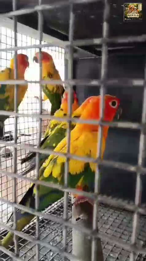 Sun Conure, farm video