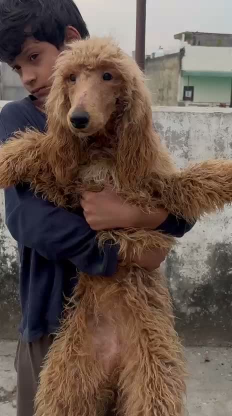Toy Poodle Puppy, farm video