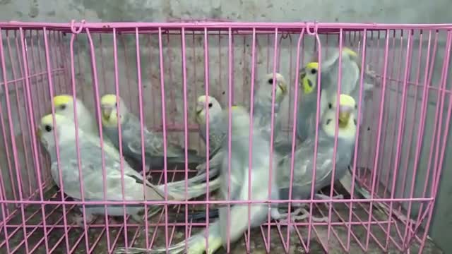 Budgies | Fallow, farm video
