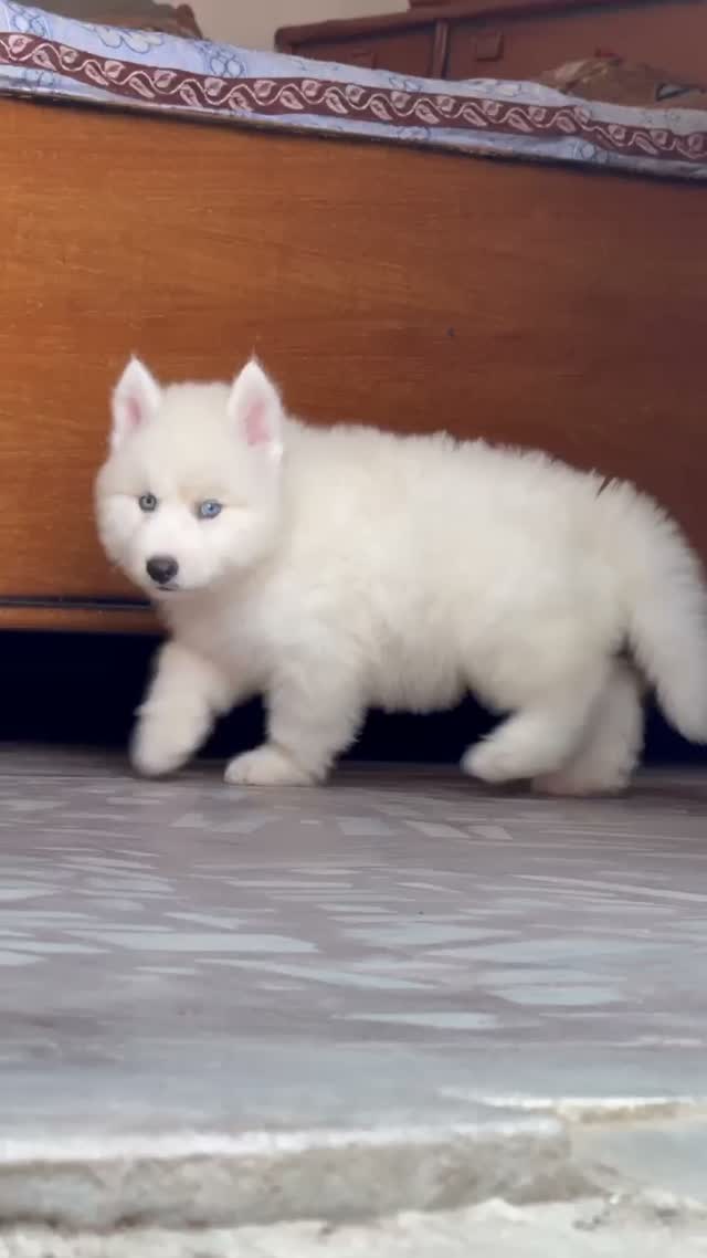 Siberian Husky Puppy | Black & White Color, farm video