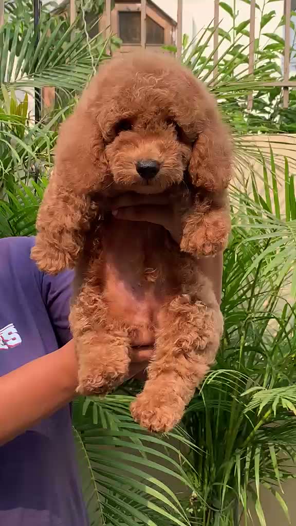 Toy Poodle Puppy, farm video