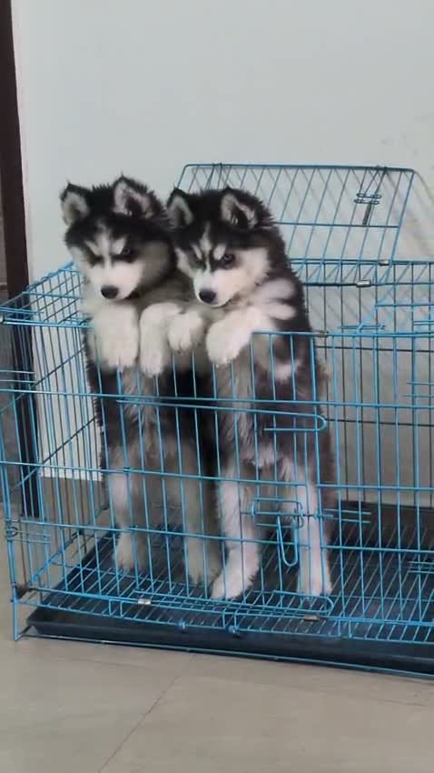 Siberian Husky Puppy | Black & White Color, farm video