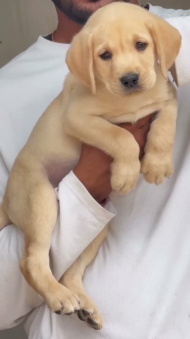 Beagle Black & Tan Puppy, farm video