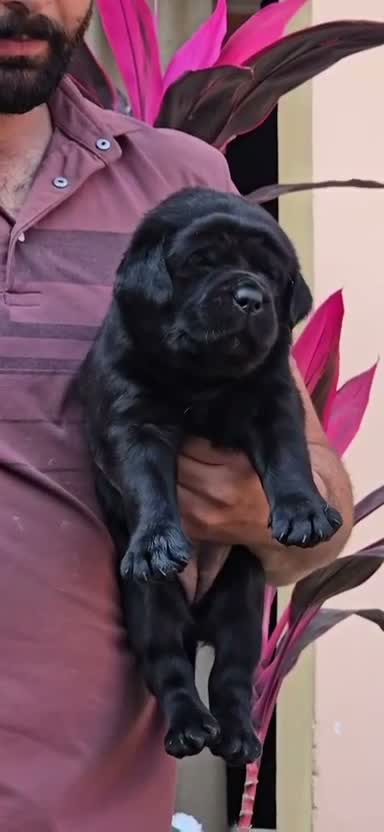 Beagle Black & Tan Puppy, farm video