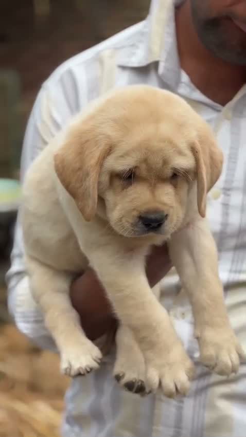 Beagle Black & Tan Puppy, farm video