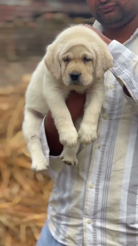 Beagle Black & Tan Puppy, farm video