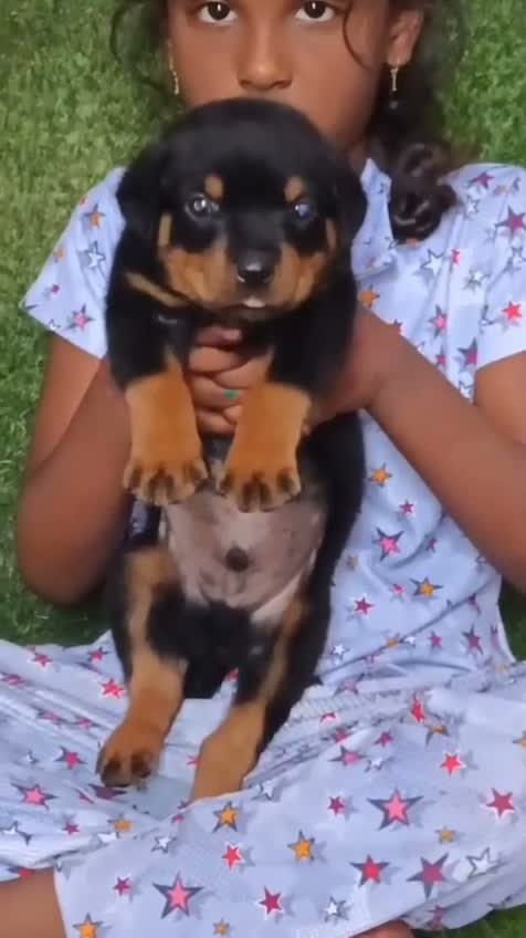 Rottweiler Puppy, farm video