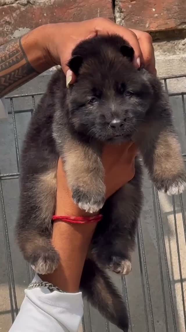 German Shepherd Puppy, farm video