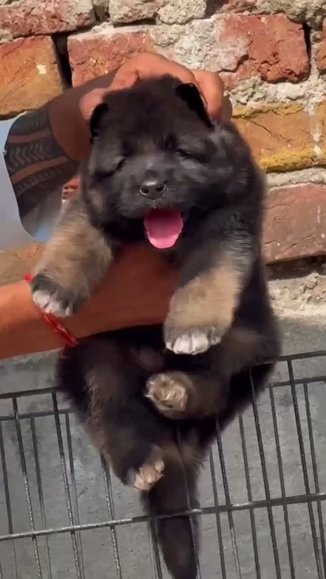 German Shepherd Puppy, farm video
