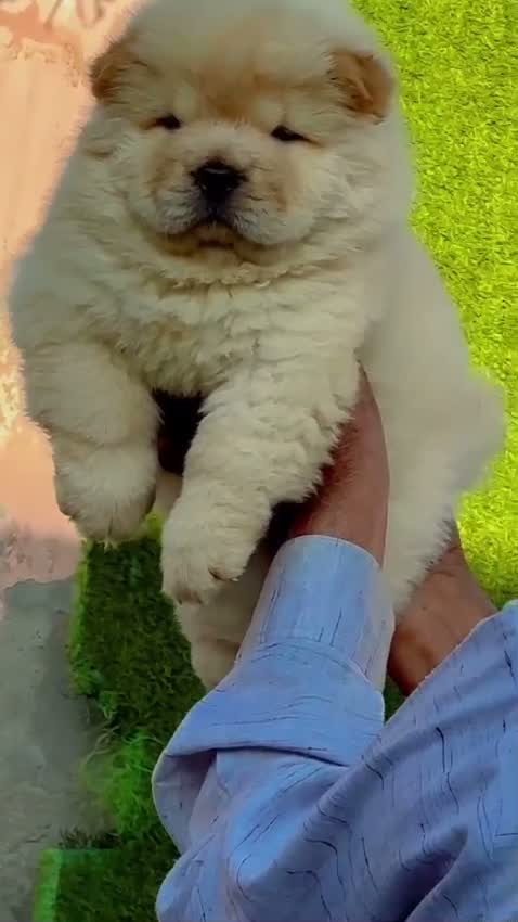 Chow Chow Puppies, farm video
