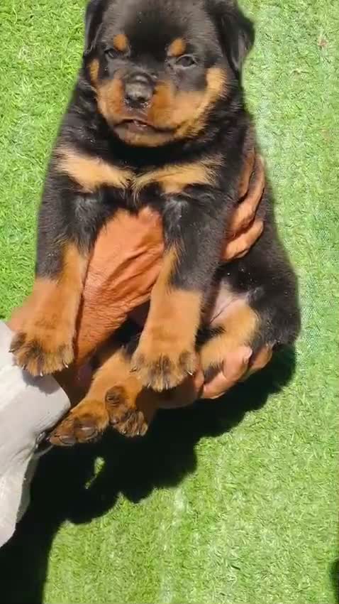 Rottweiler Puppy, farm video