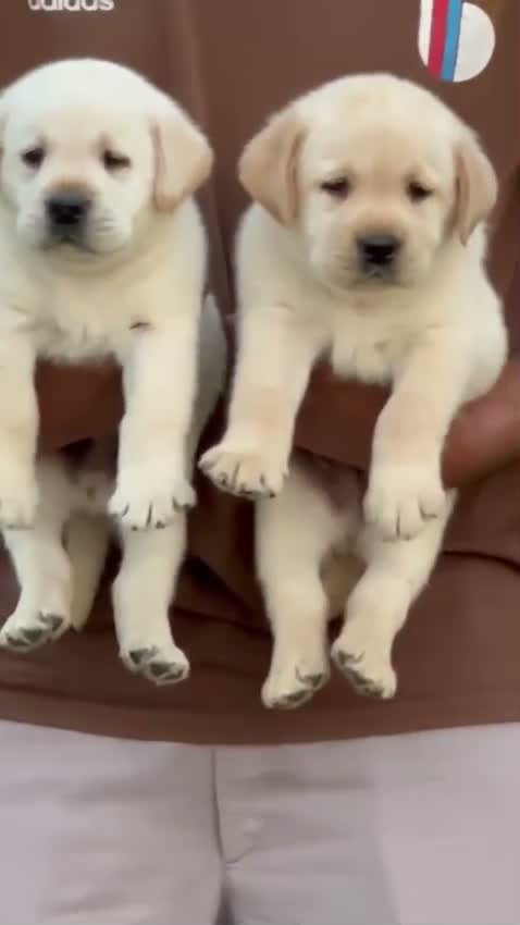Beagle Black & Tan Puppy, farm video
