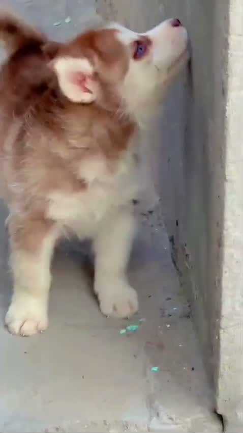 Siberian Husky Puppy | Black & White Color, farm video