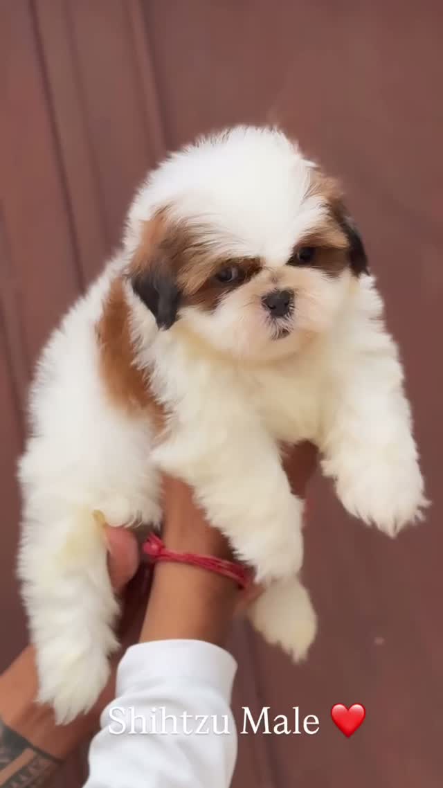 Shih Tzu | Black Color, farm video