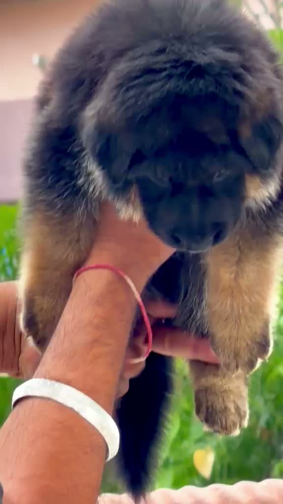 German Shepherd Puppy, farm video