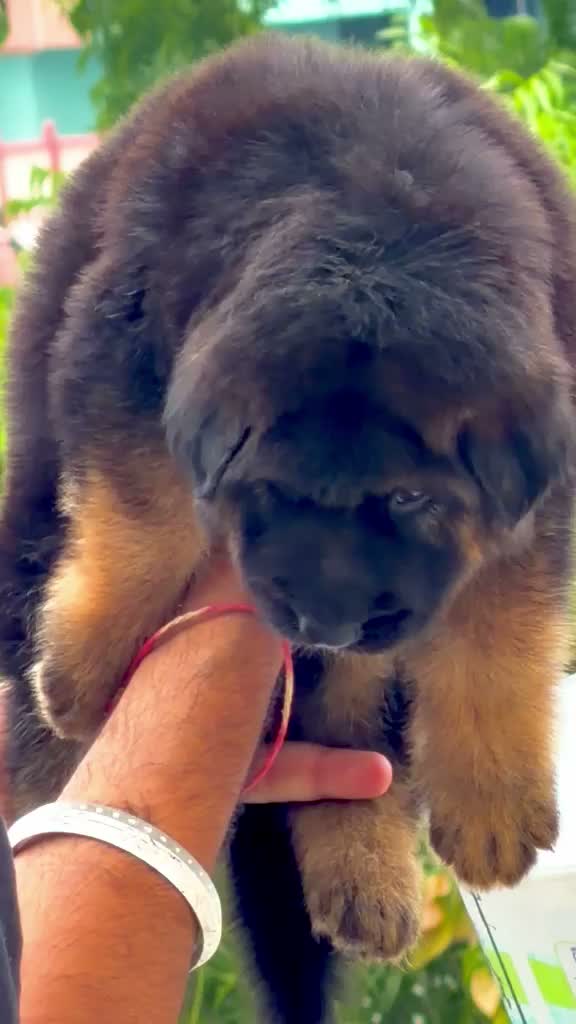 German Shepherd Puppy, farm video