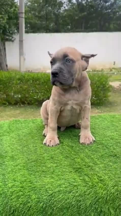 Cane Corso Puppy, farm video
