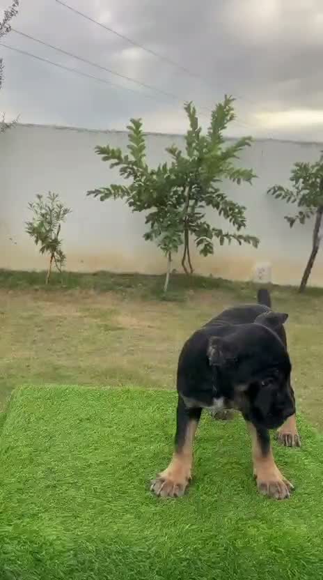 Cane Corso Puppy, farm video