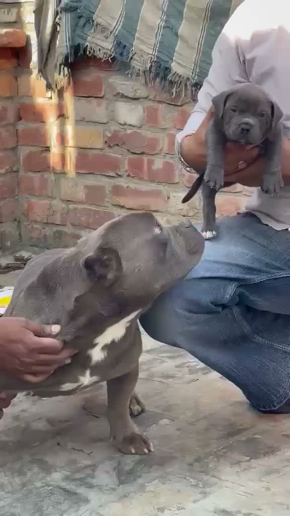 American Bully Pocket Size Puppy, farm video