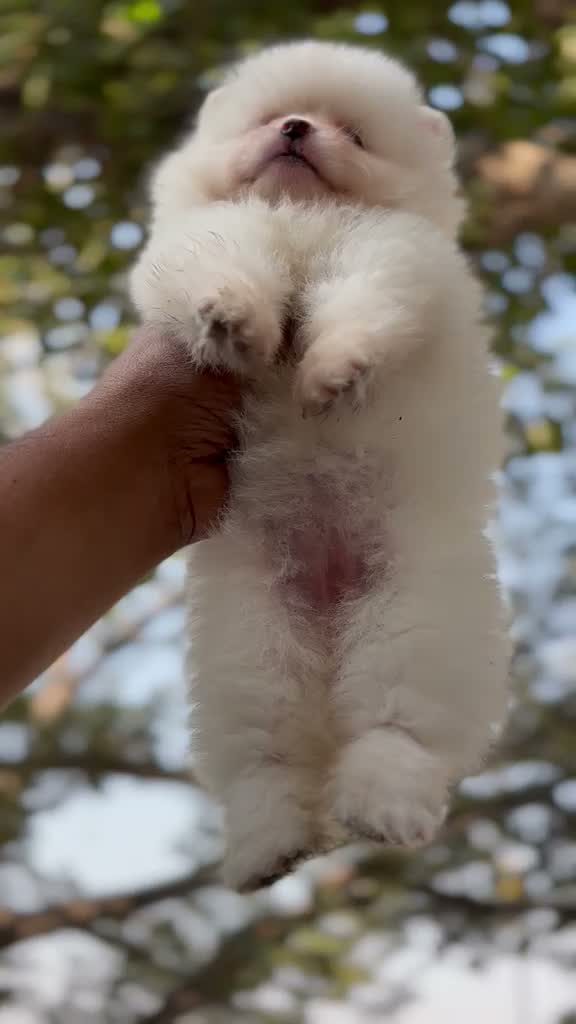 Pomeranian Puppy, farm video