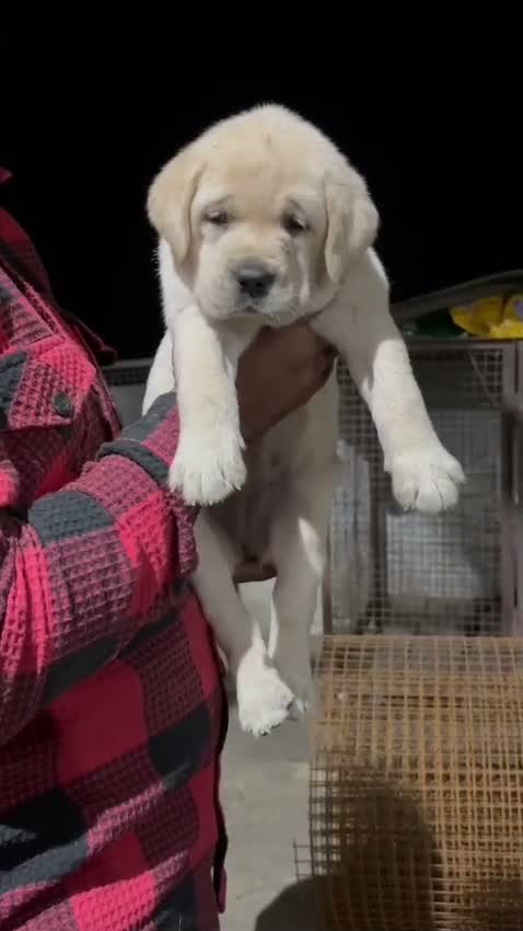 Beagle Black & Tan Puppy, farm video