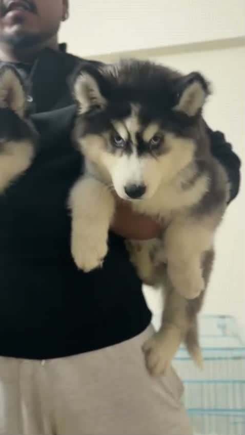Siberian Husky Puppy | Black & White Color, farm video
