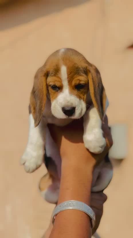 Beagle Black & Tan Puppy, farm video