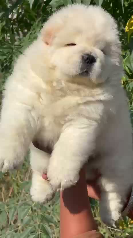 Chow Chow Puppies, farm video