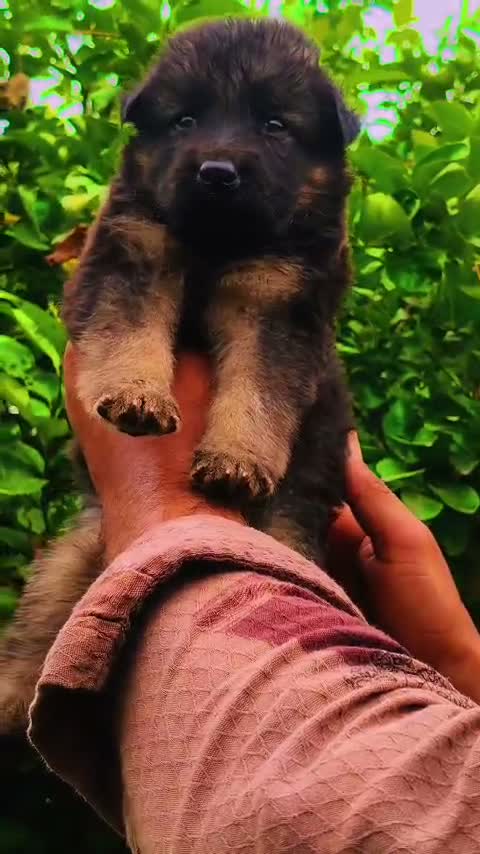 German Shepherd Puppy, farm video