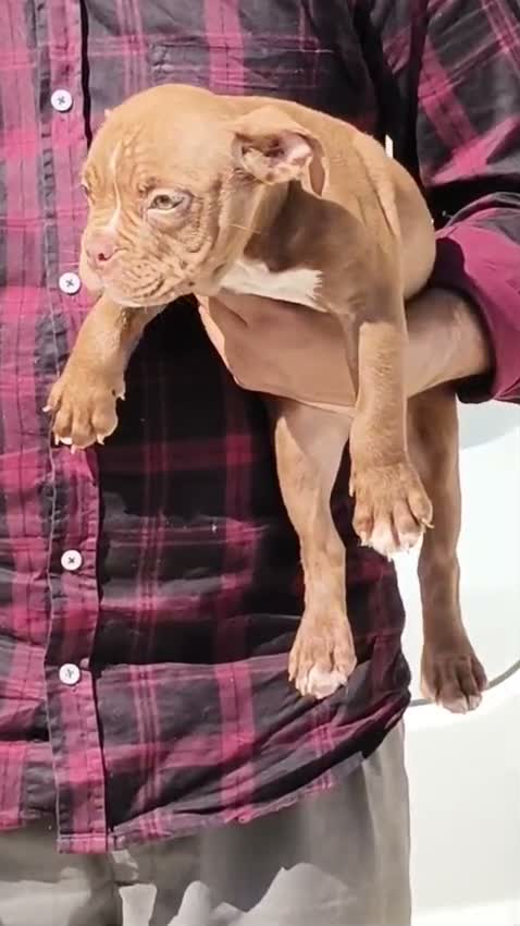 American Bully XL Size Puppy, farm video