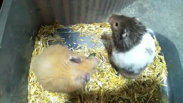 Dwarf Hamster Babies | Adults, farm video