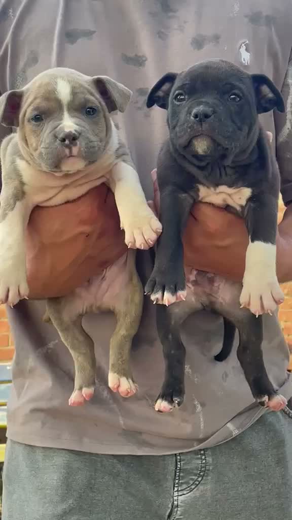 American Bully XL Size Puppy, farm video
