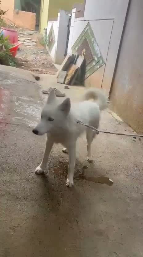 Siberian Husky Puppy | Black & White Color, farm video