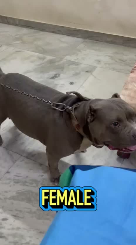 American Bully XL Size Puppy, farm video