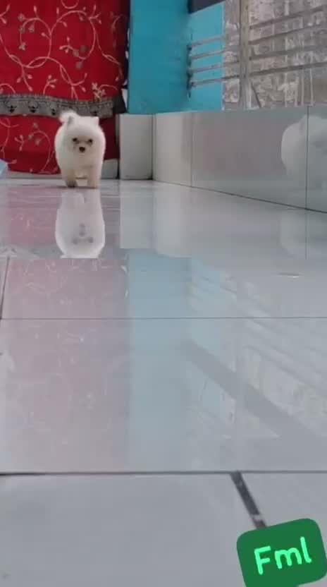 Pomeranian Puppy, farm video