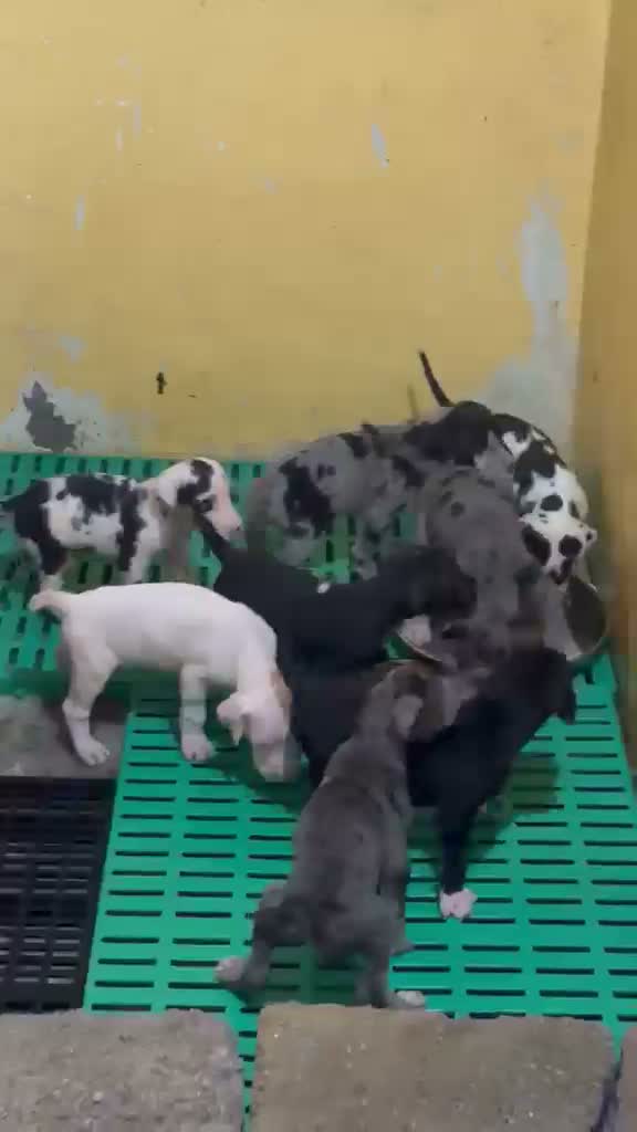 Great Dane Puppy, farm video