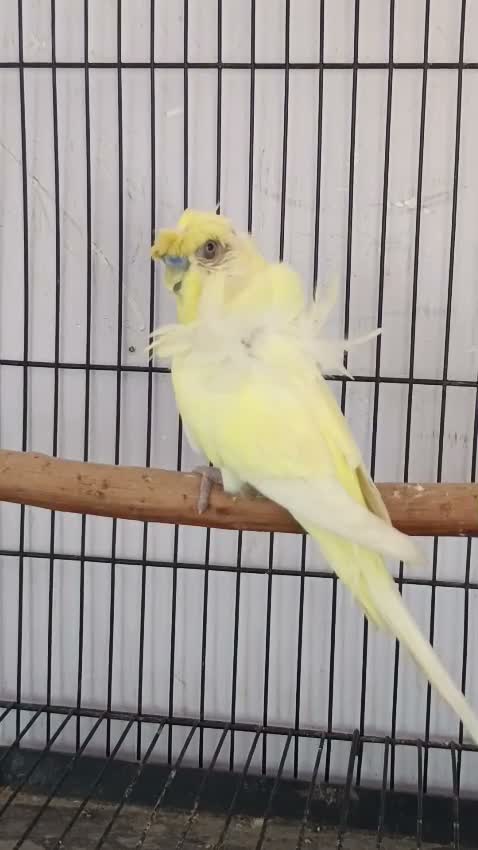 Helicopter Budgies, farm video