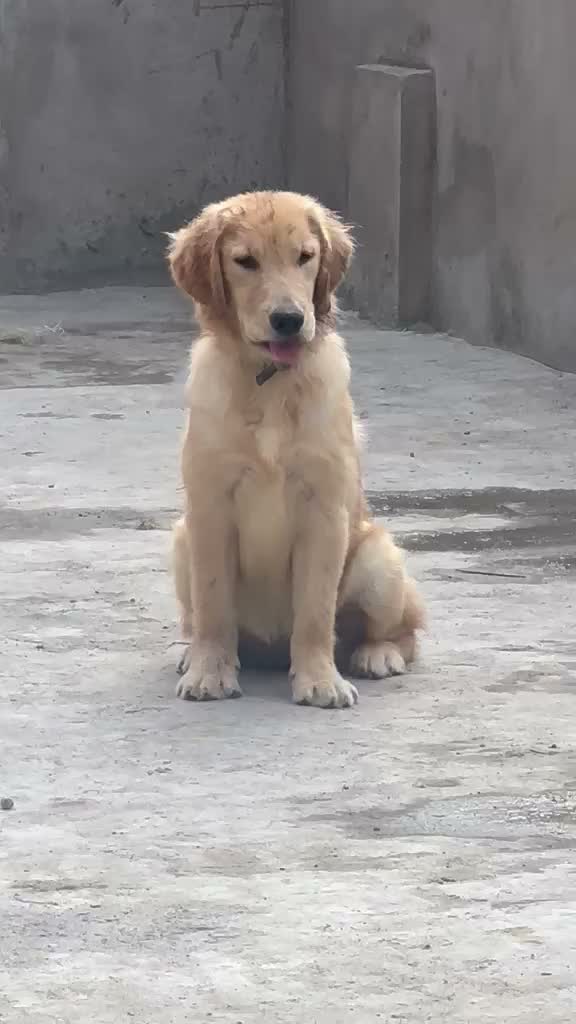 Dachshund Puppy | Brown, farm video