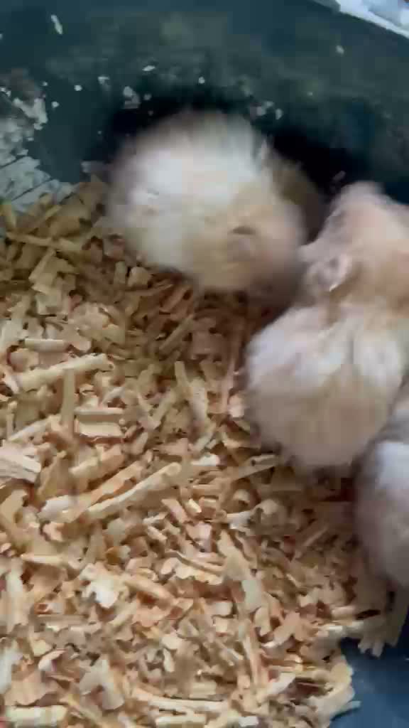 Dachshund Puppy | Brown & Tan, farm video