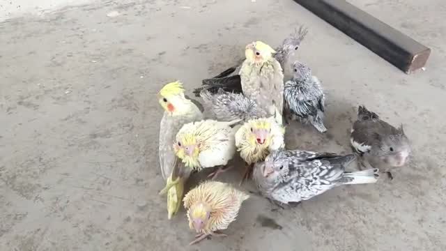 Cockatiel | Pied, farm video