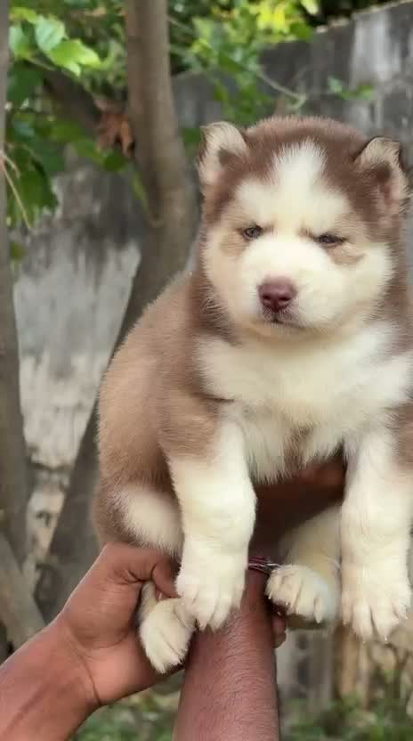 Siberian Husky Puppy | Black & White Color, farm video