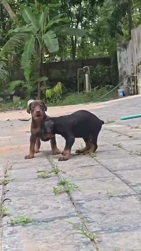 Doberman Pinscher Puppy, farm video