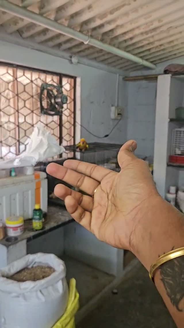 Sun Conure, farm video