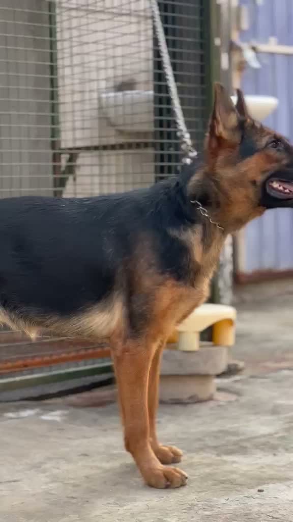 German Shepherd Puppy, farm video