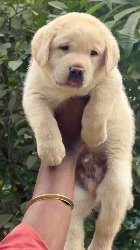Beagle Black & Tan Puppy, farm video